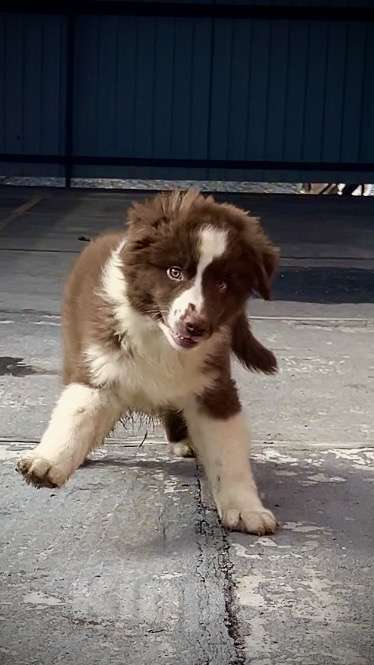 Собаки в Ростове-на-Дону: Щенок Мальчик, 60 000 руб. - фото 8