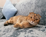 Кошки в Краснодаре: шикарная кошка скоттиш килт Девочка, 60 000 руб. - фото 2