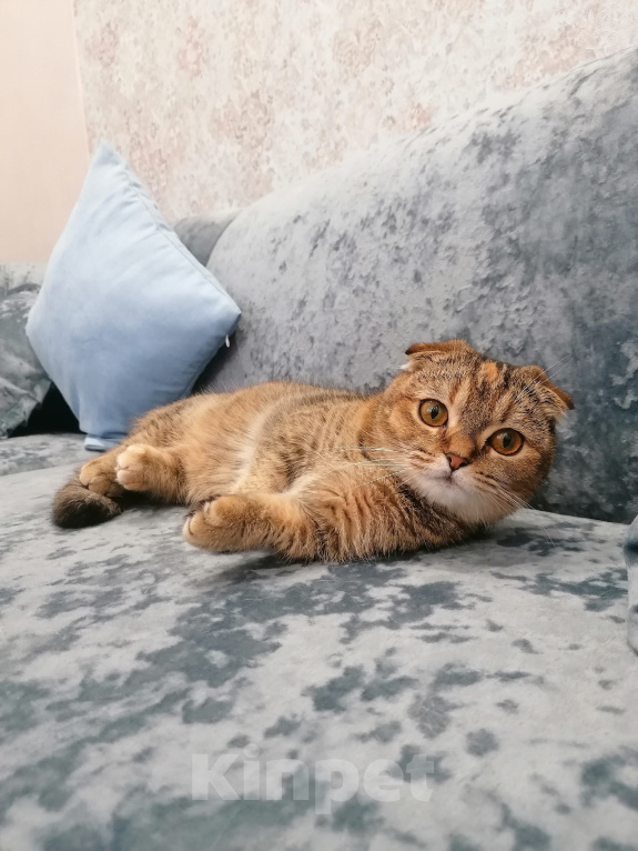 Кошки в Краснодаре: шикарная кошка скоттиш килт Девочка, 60 000 руб. - фото 2