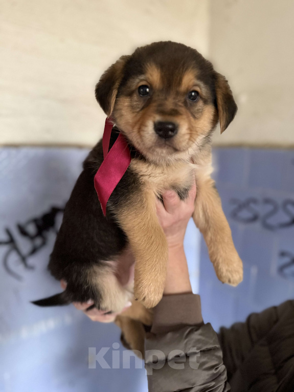 Собаки в Красногорске: Щенок невероятной красоты Санта 2 мес ждет вас! Девочка, Бесплатно - фото 2