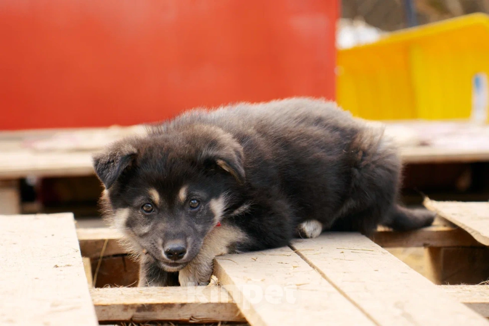 Собаки в Красногорске: Щенок девочка Юкки ищет дом Девочка, Бесплатно - фото 5