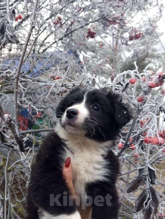 Собаки в Уварово: Щенок Девочка, Бесплатно - фото 2