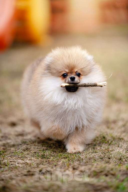 Собаки в Видном: Померанский шпиц Мальчик, 50 000 руб. - фото 3