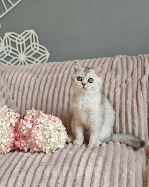 Кошки в Москве: шикарные шотландские котята из питомника Девочка, 65 000 руб. - фото 2