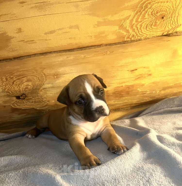 Собаки в Москве: Щенок американского стаффордширского терьера!  Мальчик, 75 000 руб. - фото 1