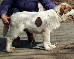 Собаки в Екатеринбурге: Ведем запись на щенков сао(алабай), 25 000 руб. - фото 3