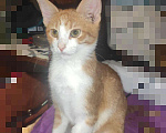 Кошки в Малоархангельске: Котята, Бесплатно - фото 2