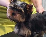 Собаки в Красноярске: Щенки Йоркширского терьера Мальчик, 30 руб. - фото 3