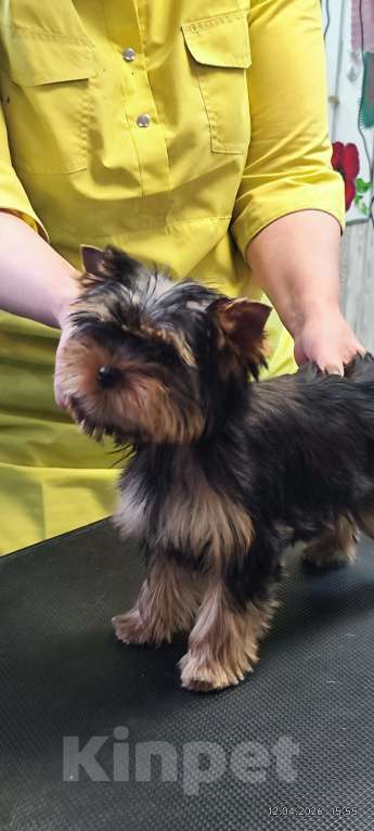 Собаки в Красноярске: Щенки Йоркширского терьера Мальчик, 30 руб. - фото 3