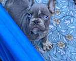 Собаки в Ставрополе: Голубоглазые  щенки французского бульдога (серые) Мальчик, Бесплатно - фото 6