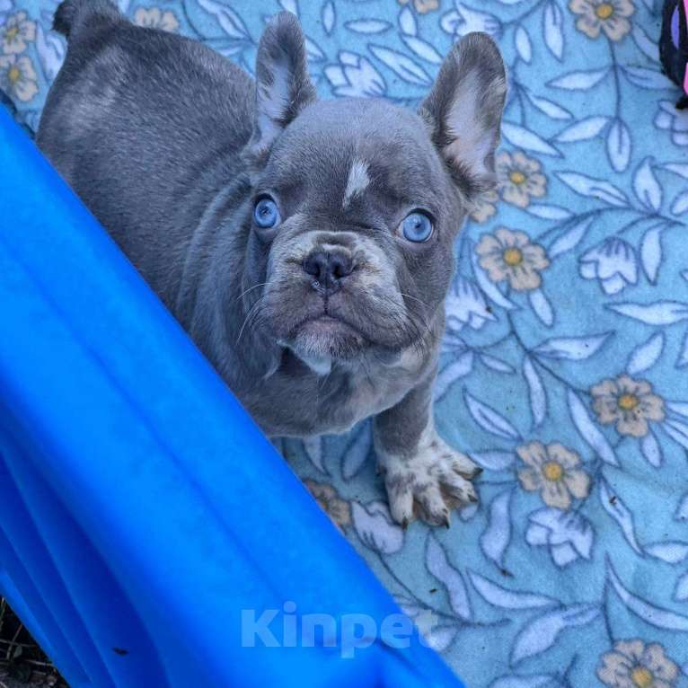 Собаки в Ставрополе: Голубоглазые  щенки французского бульдога (серые) Мальчик, Бесплатно - фото 6