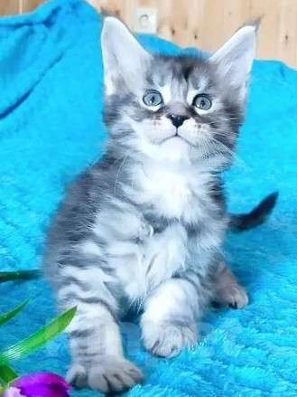 Кошки в Челябинске: 🔥🔥🔥КОТЯТА МЕЙН-КУН ПОЛИДАКТ РЕЗЕРВ ПИТОМНИК Разнополые, Бесплатно - фото 2