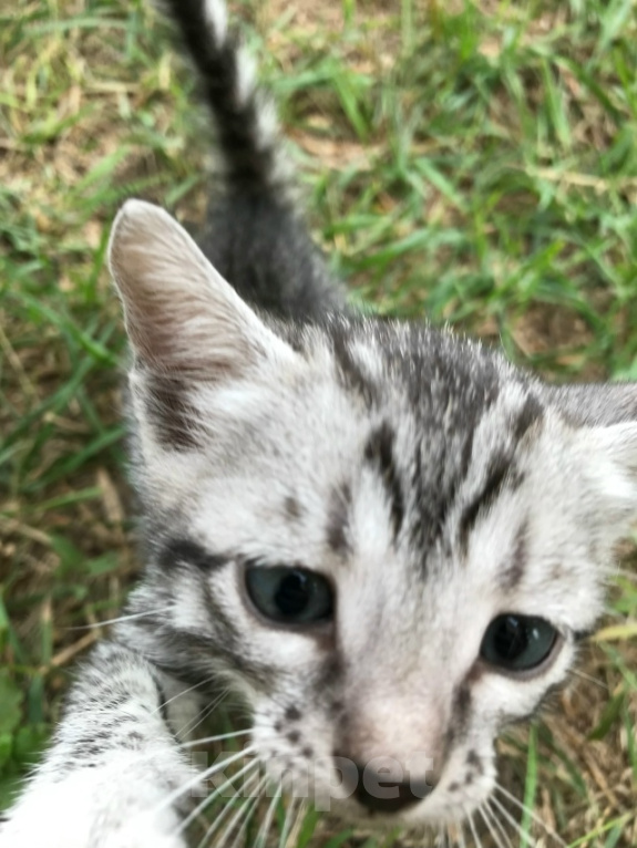 Кошки в Барнауле: Котята бенгалы Девочка, 15 000 руб. - фото 2