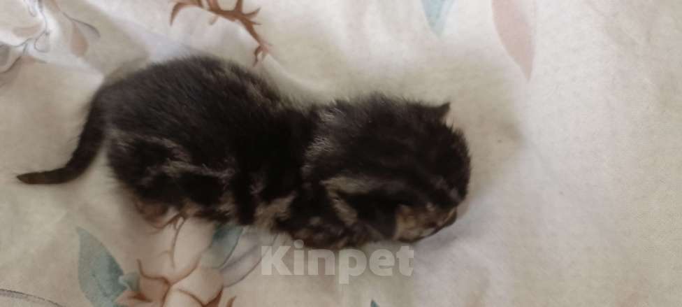 Кошки в Ивантеевке: D003 Девочка, 80 000 руб. - фото 5