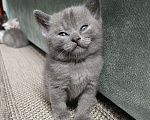 Кошки в других городах Московской области: Шотландский котенок мальчик Мальчик, 13 000 руб. - фото 6
