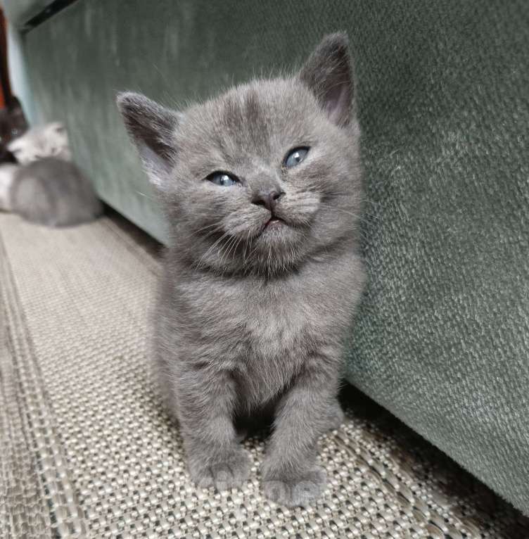 Кошки в других городах Московской области: Шотландский котенок мальчик Мальчик, 13 000 руб. - фото 6