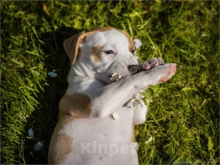 Собаки в Самаре: Щенки АСТ из питомника Мальчик, 30 000 руб. - фото 3