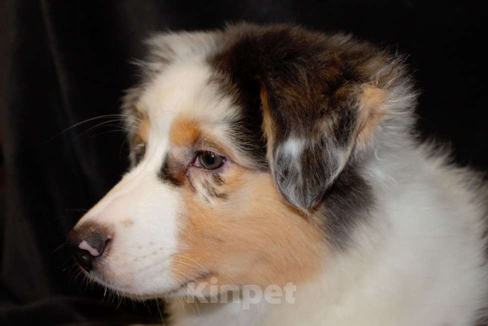 Собаки в других городах Московской области: Австралийская овчарка (аусси) Девочка, 70 000 руб. - фото 8
