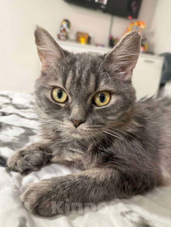 Кошки в Ростове-на-Дону: Добрая и ласковая кошечка Девочка, Бесплатно - фото 3