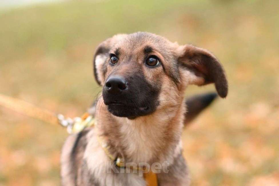 Собаки в Москве: Ассоль Девочка, Бесплатно - фото 3