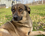 Собаки в Туле: Обожает детей и комплименты Девочка, Бесплатно - фото 1