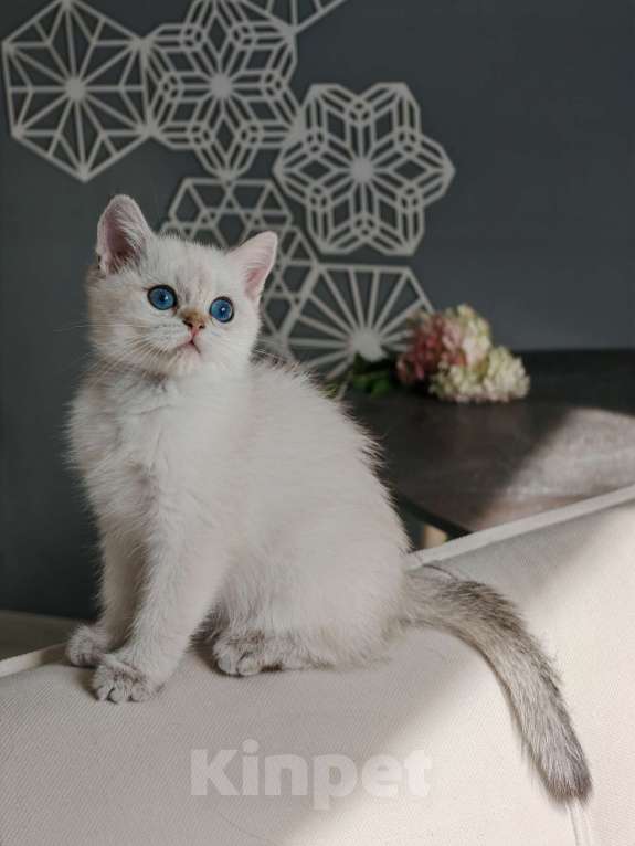 Кошки в Москве: Шотландская кошечка с голубыми глазами Девочка, 75 000 руб. - фото 5