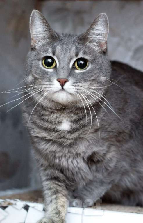 Кошки в Москве: Голубая кошка Мася в добрые руки Девочка, 10 руб. - фото 1