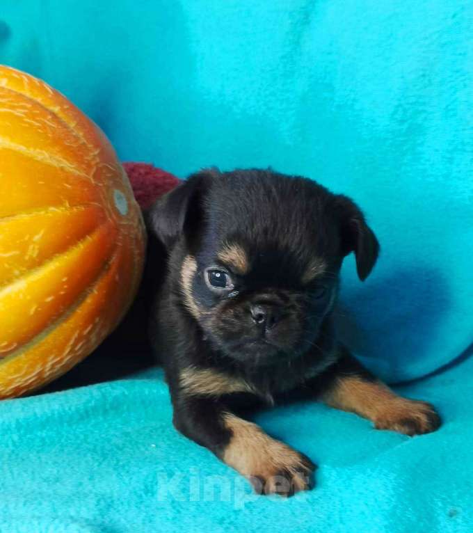 Собаки в Москве: Малый брабансон ч/п мальчик Мальчик, 45 000 руб. - фото 2