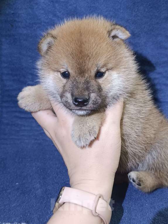 Собаки в Сертолово: Кобель Сиба щенок Мальчик, 80 000 руб. - фото 4