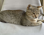 Кошки в Казани: Спокойная девочка-котёнок 6-11 месяцев ищет хозяев г. Казань 🐈 Девочка, Бесплатно - фото 2