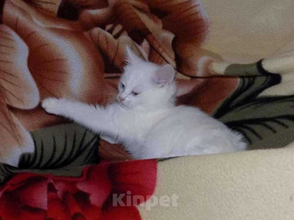Кошки в Москве: Котята анатолийские девочки Девочка, 8 000 руб. - фото 5