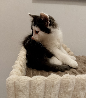 Котенок в добрые руки
