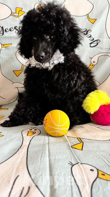 Собаки в Москве: Пудель миниатюрный Мальчик, 70 000 руб. - фото 2