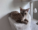 Кошки в Уфе: Бенгальский кот Мальчик, 7 000 руб. - фото 6