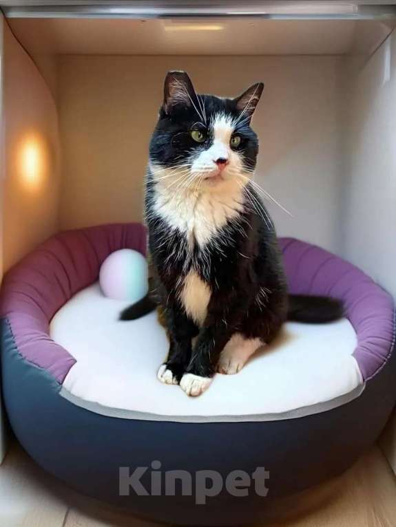 Кошки в Санкт-Петербурге: Маркиз ищет добрые руки Мальчик, Бесплатно - фото 1