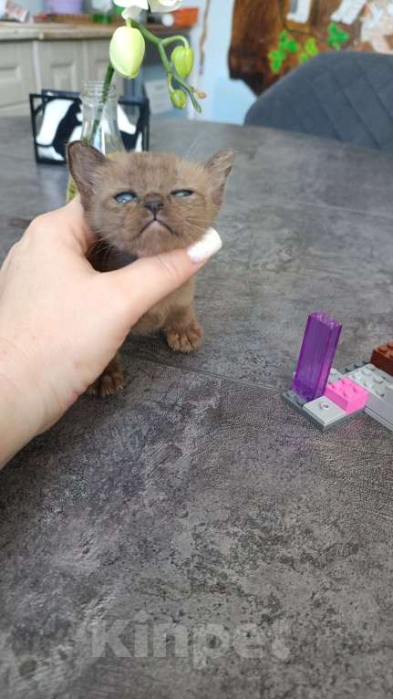 Кошки в Ростове-на-Дону: Котята европейской Бурмы  Мальчик, 80 000 руб. - фото 8