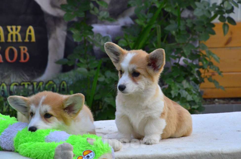 Собаки в Тамбове: Корги щенки Мальчик, 50 000 руб. - фото 3