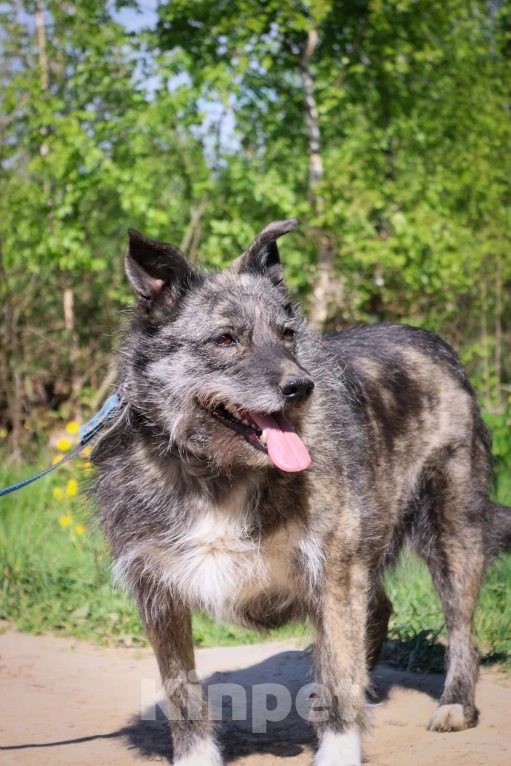 Собаки в Подольске: Олли нужен дом  Девочка, Бесплатно - фото 3