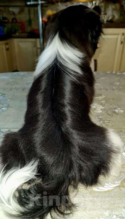 Собаки в Астрахани: Очаровательный мальчишка ши-тцу Мальчик, 50 000 руб. - фото 3