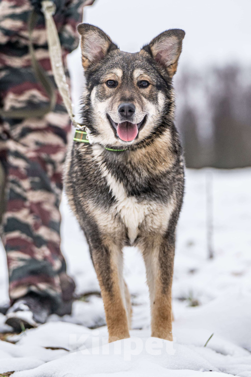 Собаки в Клине: Хэппи — милашка, излучающая свет Девочка, Бесплатно - фото 8