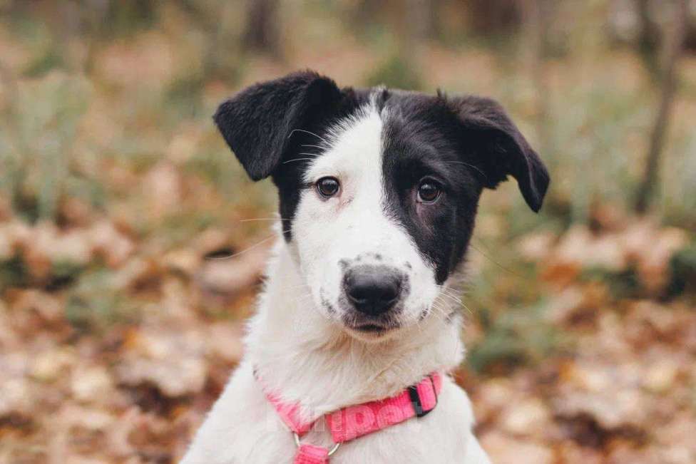 Собаки в Москве: Твиги - девочка, 2 месяца, ищет дом  Девочка, Бесплатно - фото 2