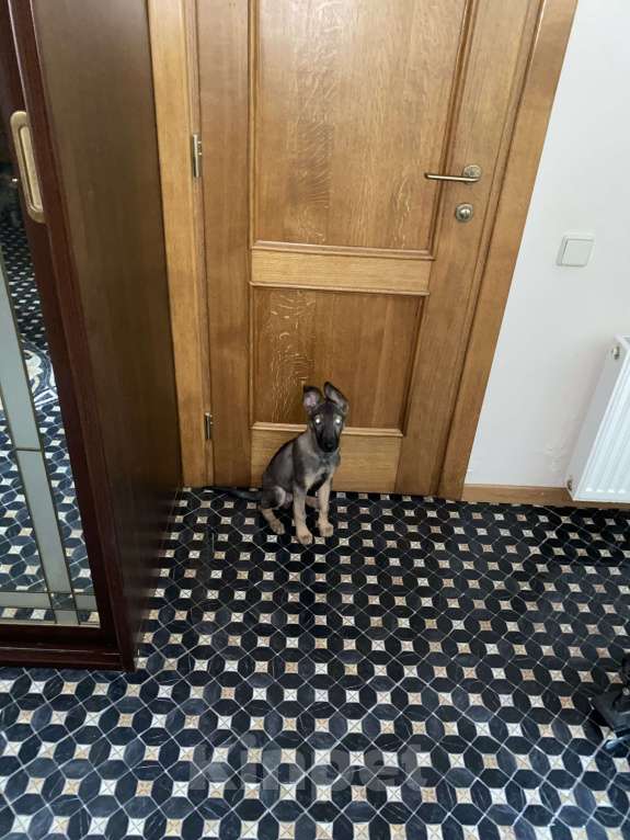 Собаки в Москве: Я Марсик - мечта Мальчик, Бесплатно - фото 5