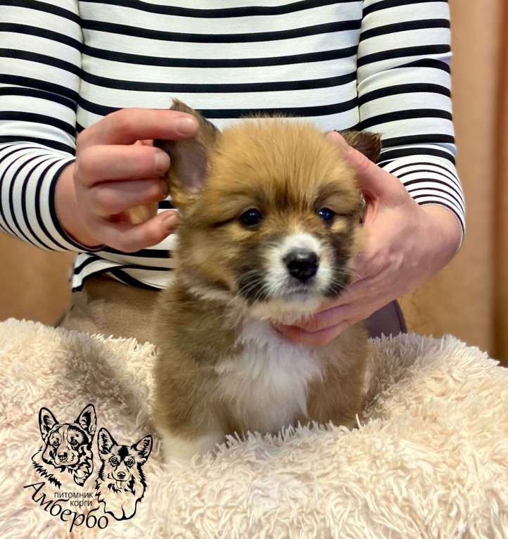 Собаки в Вологде: Питомник Амбербо предлагает к продаже  щенков . Мальчик, 50 000 руб. - фото 5