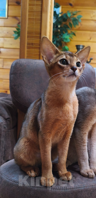 Кошки в Санкт-Петербурге: Абиссинские котята из питомника Разнополые, Бесплатно - фото 5