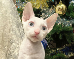 Кошки в других городах Тульской области: Нежный кудрявый ангел - белоснежная, голубоглазая красотка. Девочка, 50 000 руб. - фото 2