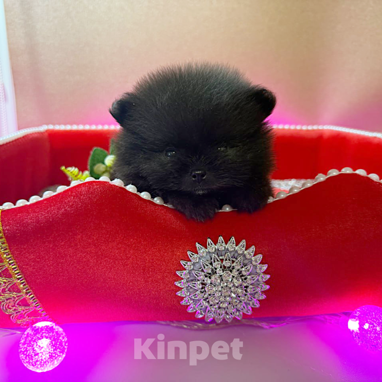 Собаки в Москве: Щенки померанский шпиц, кобель, черный Мальчик, 100 000 руб. - фото 5