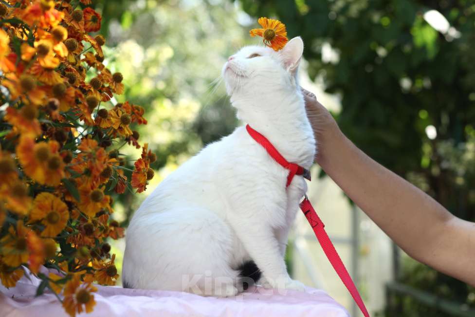 Кошки в Москве: Белоснежная кошечка в добрые руки  Девочка, Бесплатно - фото 10