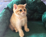 Кошки в Самаре: Котята Девочка, 35 000 руб. - фото 5