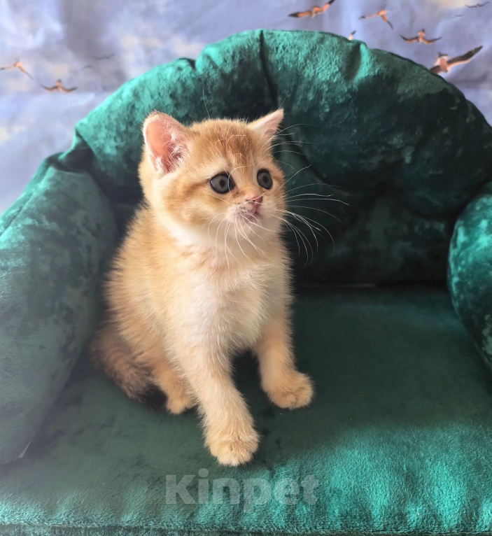 Кошки в Самаре: Котята Девочка, 35 000 руб. - фото 5