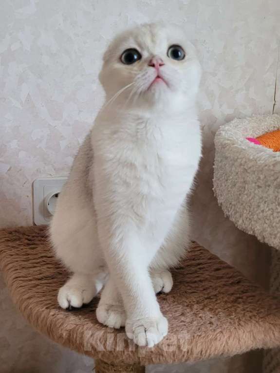 Кошки в Москве: Marsel MilkaMax  Мальчик, 35 000 руб. - фото 5